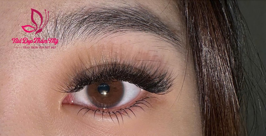 nối mi là gì